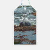 Sunset Lit Harbour Siegel I in San Diego Geschenkanhänger (Vorderseite)