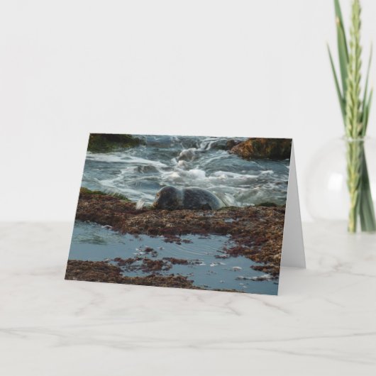 Sunset Lit Harbour Siegel I in San Diego Karte (Vorderseite)