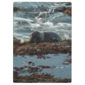 Sunset Lit Harbour Siegel I in San Diego Klemmbrett (Rückseite)