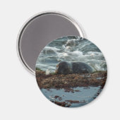 Sunset Lit Harbour Siegel I in San Diego Magnet (Vorderseite/Rückseite)