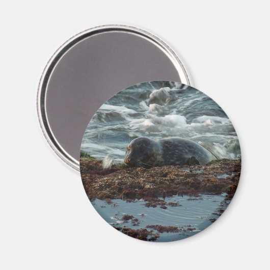 Sunset Lit Harbour Siegel I in San Diego Magnet (Vorderseite/Rückseite)