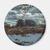 Sunset Lit Harbour Siegel I in San Diego Magnet (Vorne)