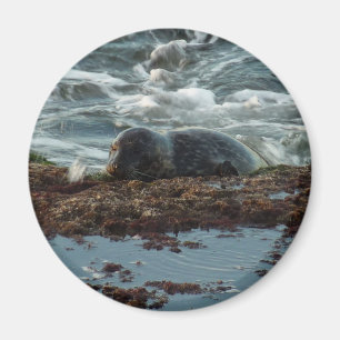 Sunset Lit Harbour Siegel I in San Diego Magnet