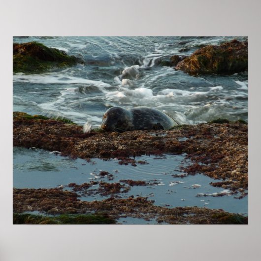 Sunset Lit Harbour Siegel I in San Diego Poster (Vorne)