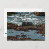 Sunset Lit Harbour Siegel I in San Diego Postkarte (Vorne/Hinten)