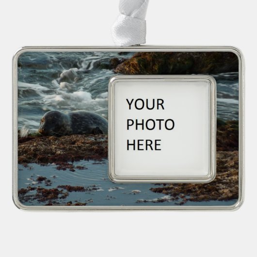 Sunset Lit Harbour Siegel I in San Diego Rahmen-Ornament Silber (Vorderseite)