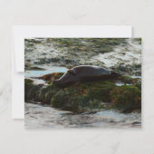 Sunset Lit Harbour Siegel II in San Diego (Vorderseite)