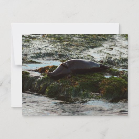 Sunset Lit Harbour Siegel II in San Diego (Vorderseite)