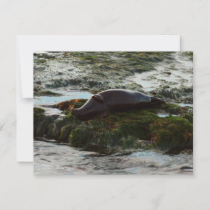 Sunset Lit Harbour Siegel II in San Diego