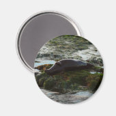 Sunset Lit Harbour Siegel II in San Diego Magnet (Vorderseite/Rückseite)