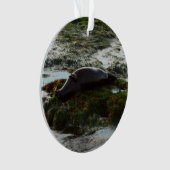 Sunset Lit Harbour Siegel II in San Diego Ornament (Vorderseite)