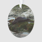 Sunset Lit Harbour Siegel II in San Diego Ornament (Vorderseite)