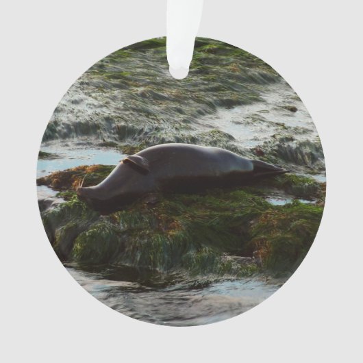 Sunset Lit Harbour Siegel II in San Diego Ornament (Vorderseite)