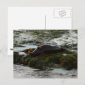 Sunset Lit Harbour Siegel II in San Diego Postkarte (Vorne/Hinten)