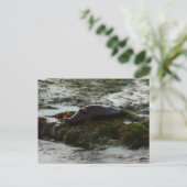 Sunset Lit Harbour Siegel II in San Diego Postkarte (Stehend Vorderseite)