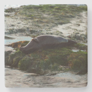 Sunset Lit Harbour Siegel II in San Diego Steinuntersetzer