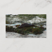 Sunset Lit Harbour Siegel II in San Diego Visitenkarte (Rückseite)