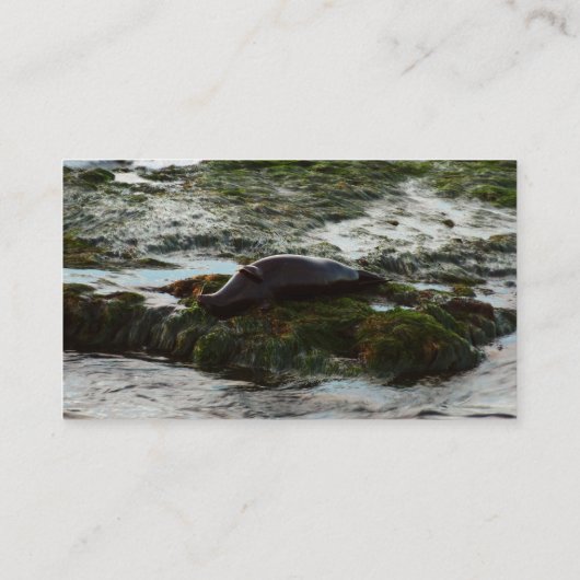 Sunset Lit Harbour Siegel II in San Diego Visitenkarte (Rückseite)