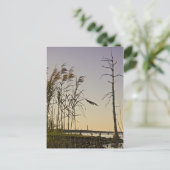Sunset on Louisiana Swamp Postkarte (Stehend Vorderseite)