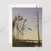 Sunset on Louisiana Swamp Postkarte (Vorne/Hinten)