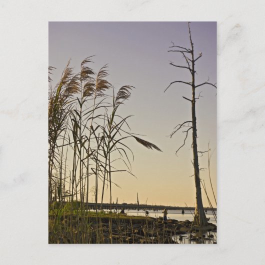 Sunset on Louisiana Swamp Postkarte (Vorderseite)