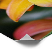 Sunset Orchid Poster (Ecke)