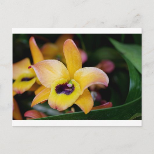 Sunset Orchid Postkarte (Vorderseite)