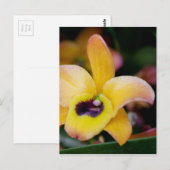 Sunset Orchid Postkarte (Vorne/Hinten)