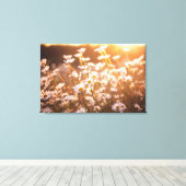 Sunset Oxeye Daisies Leinwanddruck (Insitu (Holzboden))