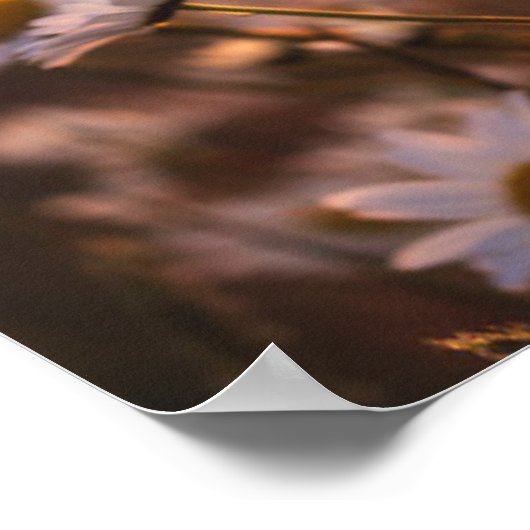 Sunset Oxeye Daisies Poster (Ecke)