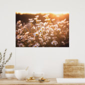 Sunset Oxeye Daisies Poster (Küche)