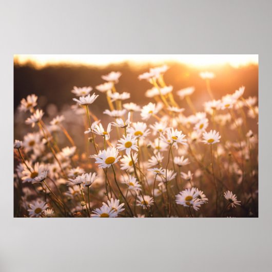 Sunset Oxeye Daisies Poster (Vorne)
