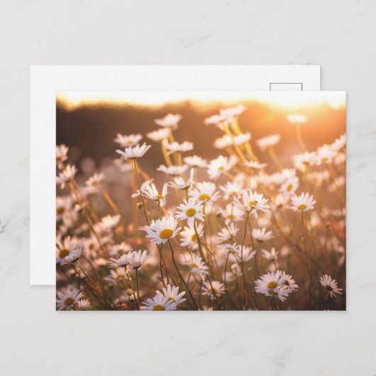 Sunset Oxeye Daisies Postkarte (Vorne/Hinten)