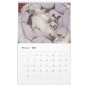 Sunset Park Cats | 2026 Calendar | Kittens Kalender (Feb 2027)