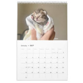 Sunset Park Cats | 2026 Calendar | Kittens Kalender (Jan 2027)
