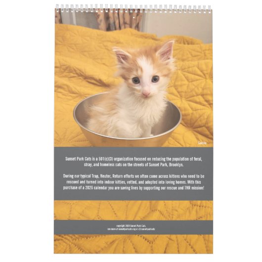Sunset Park Cats | 2026 Calendar | Kittens Kalender (Rückseite)
