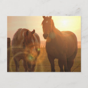Sunset Pferde Postkarte