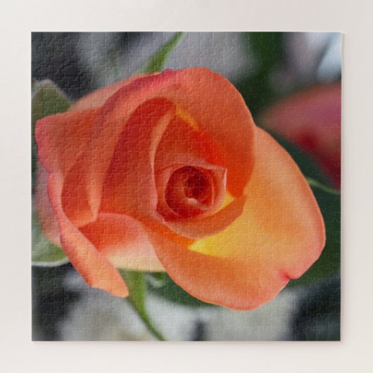 Sunset Rose Jigsaw Puzzle (Horizontal)