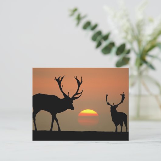 Sunset Stags Postkarte (Stehend Vorderseite)