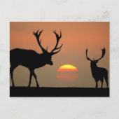 Sunset Stags Postkarte (Vorderseite)