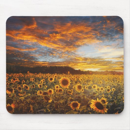 Sunset SunblumenField Mousepad (Vorne)