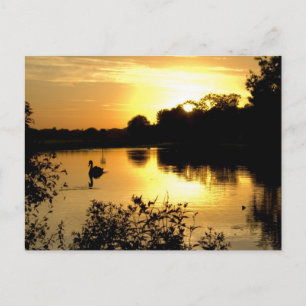 Sunset Swan Lake orange gelb Postkarte