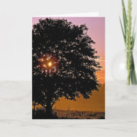 Sunset Tree Beileid