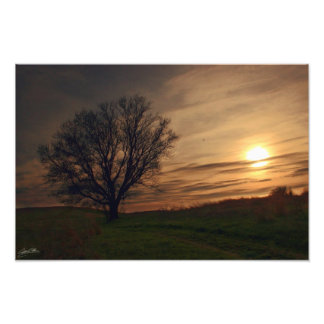 Sunset Tree Fotodruck