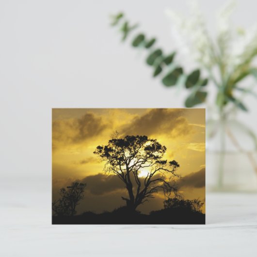 Sunset Tree Postkarte (Stehend Vorderseite)