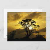 Sunset Tree Postkarte (Vorne/Hinten)