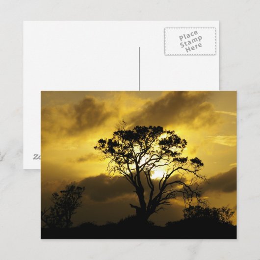 Sunset Tree Postkarte (Vorne/Hinten)