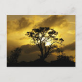 Sunset Tree Postkarte (Vorderseite)