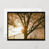 Sunset Tree Silhouette Postcard Postkarte (Vorne/Hinten)