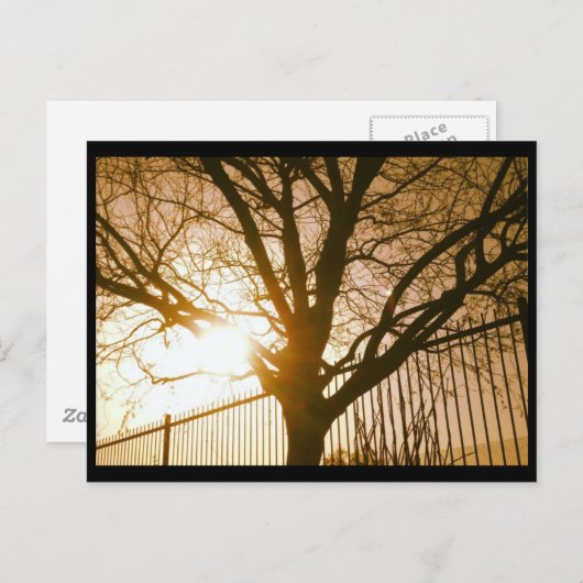 Sunset Tree Silhouette Postcard Postkarte (Vorne/Hinten)